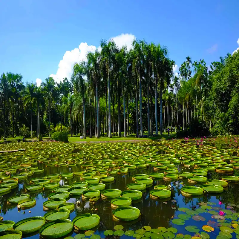 中国科学院西双版纳热带植物园景区