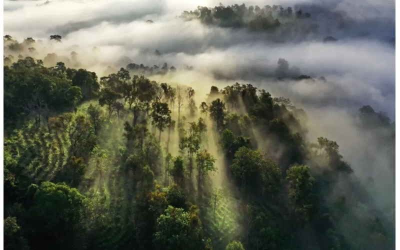 中国科学院西双版纳热带植物园景区