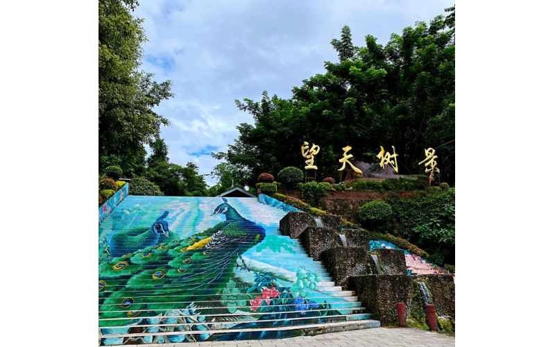 西双版纳望天树景区