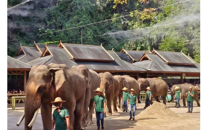 我是济南人，去了趟西双版纳野象谷，忍不住说6个真实印象。